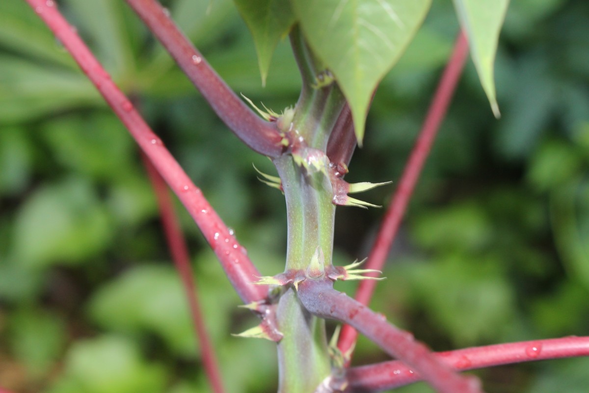 Manihot esculenta Crantz